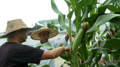 云南保山昌寧 秋糧田間管護(hù)忙，科技護(hù)航助豐收