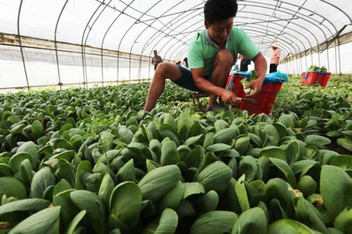 上海植物工廠萬(wàn)畝蔬菜綠油油，5.5折供應(yīng)百姓餐桌